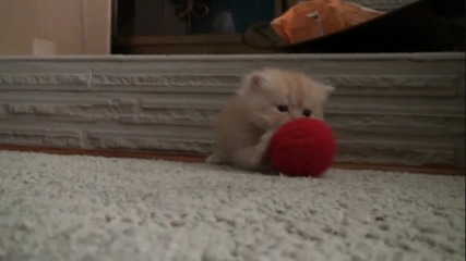Котето танцува...? Много сладко...^^