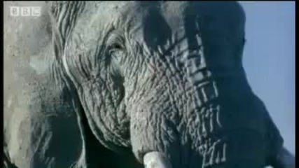 Elephant mating, fighting & pregnancy - Bbc Animals 