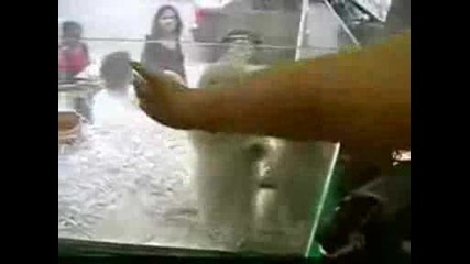 Танцуващи Кученца