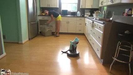 Котка в костюм на акула чисти кухнята с прахосмукачка