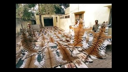Tigers life,one-powerful cat