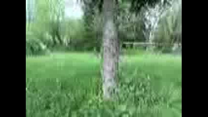 Nai Dobrite A