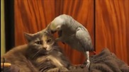 Досаден папагал си играе с търпението на котка