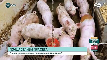Защо режат опашките на прасенцата