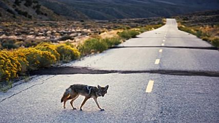 1 hour of Country road☀️southern rock☀️dirty folk blues