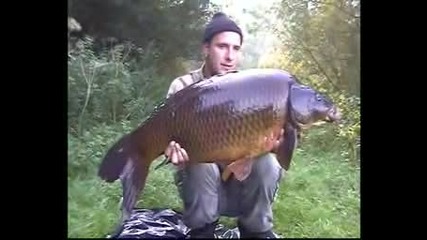 Big Carp In Holland