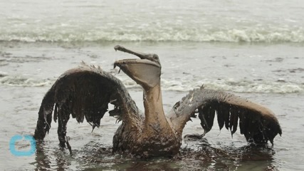 Former BP Executive David Rainey Found Not Guilty of Lying on Oil Spill