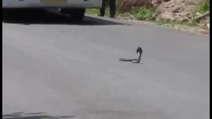 Мангуста срещу кобра! Много са опасни тези змии, ама тия мангусти направо им разказват играта!