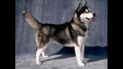 Siberian Huskys - Sibirsko huski