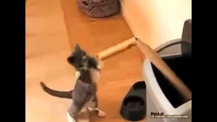 Коте боксьор (смях) 