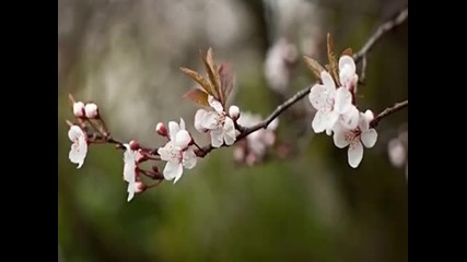 Cherry Blossom - Sakura