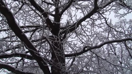 Бяла красота