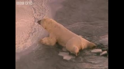 Ето как Глобалното затопляне вреди на полярните мечки! 