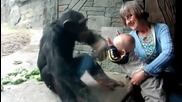 Бебе и шипанзе - Смях!
