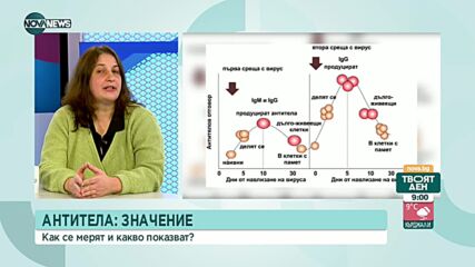 Доц. Петя Димитрова: Наличието на антитела не е достатъчно за защита от COVID-19