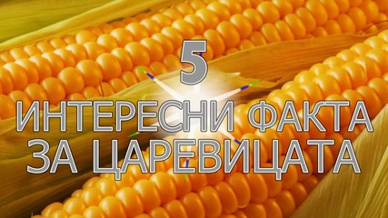 5 интересни факта за царевицата