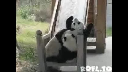 Мечки панда се спускат по пързалка 