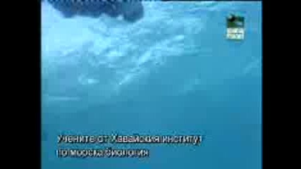 Десетте Най - Смъртоносни Акули(документален филм)-част 2