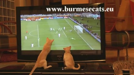 Котки фенове на Световното по футбол 