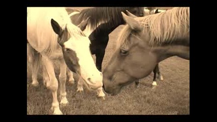 Horses Stop Horse Slaughter And Abuse