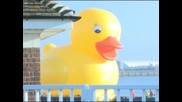 Гигантски паток плува по Темза