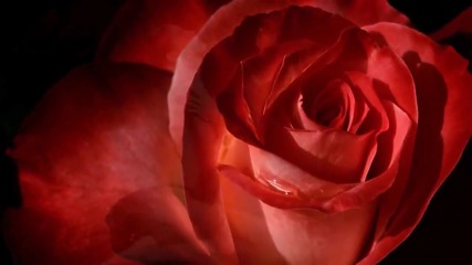 Celine Dion When i need you