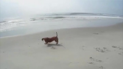 Куче срещу Рак на плажа - смях - Смешни