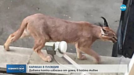 Рис се разходи по улиците на Пловдив