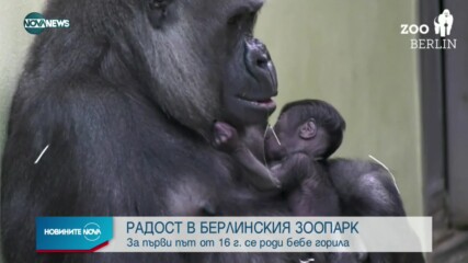 В БЕРЛИНСКИЯ ЗООПАРК: За пръв път от 16 г. се роди бебе горила