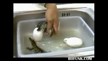 Раждане на бебета крокодили! Малки - сладки,  големи - страшни!