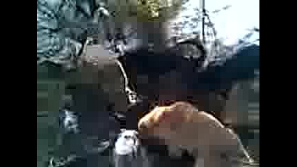 Видео007.3gp