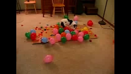 Кучето Срещу Балоните