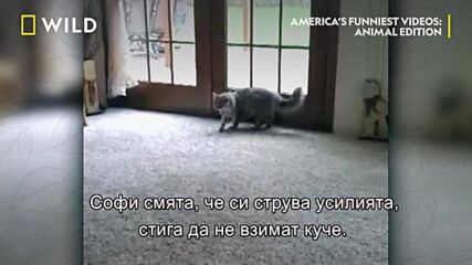 Да намериш себе си | Най-смешните домашни видеоклипове на Америка с животни | NG Wild Bulgaria