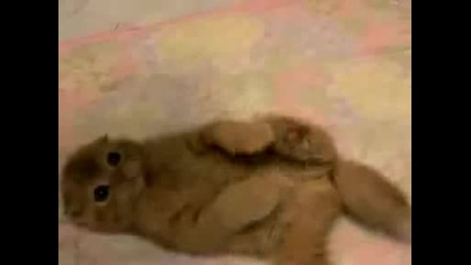 Сладко Котенце