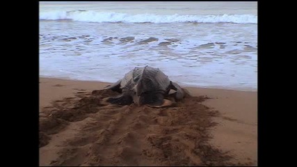 Животът на морската костенурка! 