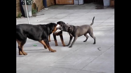 2 Rottweilers vs 1 Pitbull