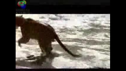 Puma Ve Yavru Ayi 2010 Hq 