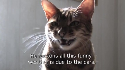 Котка срещу изменението на климата