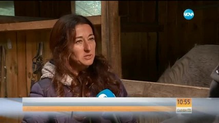 Психолог лекува чрез терапия с коне