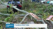 След бурята в Пловдив: Служби и граждани обединиха сили в разчистването на града