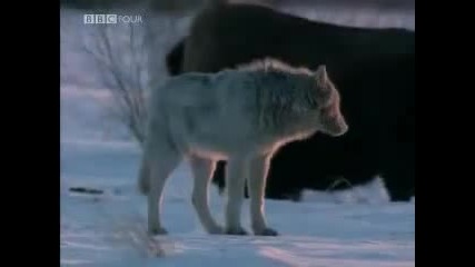 Bbc Wildlife - вълците - част 1 