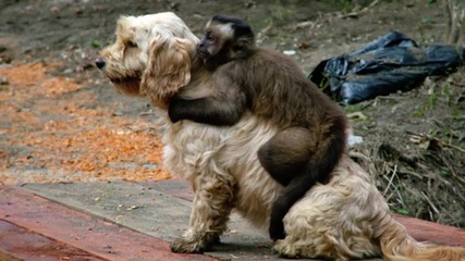 Маймунки досаждат на кучета и котки - Компилация
