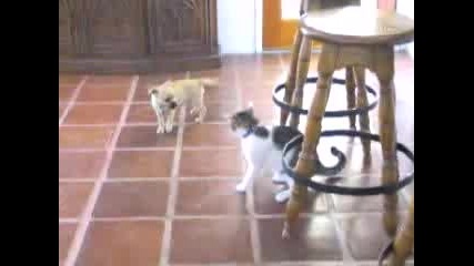 Малко Куче И Коте