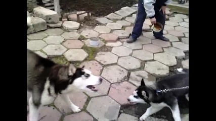Малко хаски се кара на по голямо 