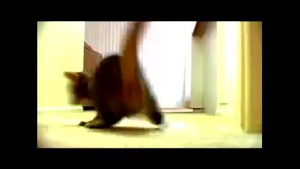 The Mean Kitty Song 