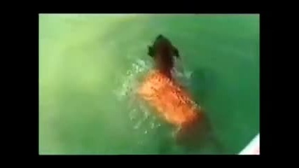 Куче напада акула!!! Голям смях!!! 