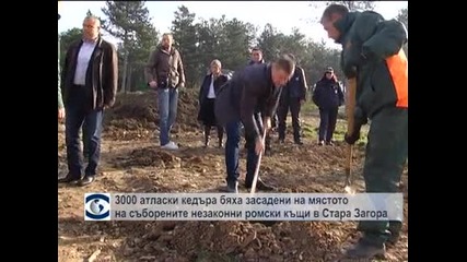 3000 атласки кедъра бяха засадени на мястото на съборените незаконни ромски къщи в Стара Загора