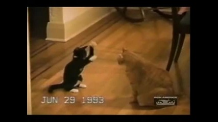 Americas Funniest Home Videos - Смешни Животинки 