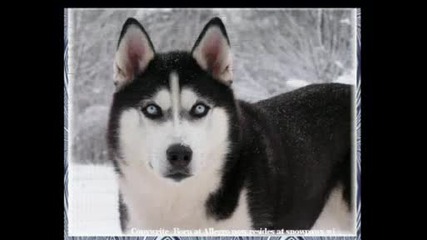Siberian Dogs.wmv