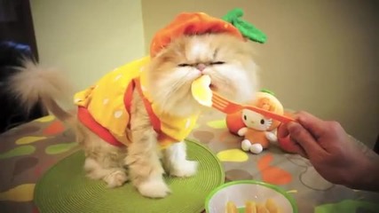 Сладко котенце яде лимон